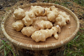 菊芋６kg✨レシピ付き　農薬・化学肥料不使用　洗ってあるので便利に使えます😊🌈✨