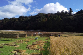 炊きたての香り広がる、すっきり食感【もみ貯蔵の玄米8キロ】