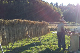 かみごたえ玄米、精米も対応（肥料農薬不使用、自家採種、おだ掛け）　晩生種のあじわい、玄米8キロ