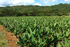 生　秋ウコン2kｇ