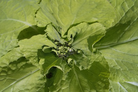 シャキッと菜花、入ります 、やさいはメインディッシュ【野菜7種位】自然農の畑から