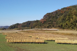 【玄米もち】自家だねの力天日干し、おだがけモチ米使用、肥料、農薬不使用、自家たね