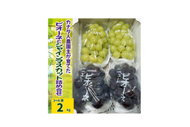 【カナダ人農園主の真心を込めた】ニューピオーネとシャインマスカットの詰め合わせ約２ｋｇ（ご家庭用）