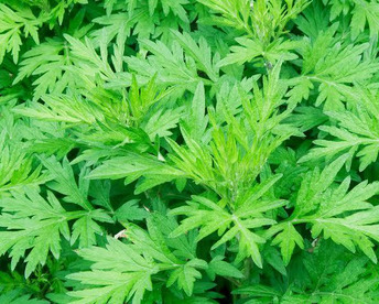 無添加無着色ヨモギパウダー100g