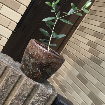 観賞用のオリーブ レッチーノ １２cmロングポット 静岡県産 食べチョク 農家 漁師の産直ネット通販 旬の食材を生産者直送