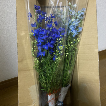 かっちゃんさんがやまぐちさんちさんの 食べチョク初登場 この時期にしか買えない色ミックス 今回でラスト 数量限定1名様 1度で4回楽しめるお花 仏花にも 規格外品デルフィニウム 青色 薄水色ミックス 30本が 届いたよ を投稿しました 食べチョク