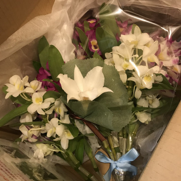 メッセージカード付 蘭の花束6本入 ご自宅用にどうぞ 愛知県産 食べチョク 農家 漁師の産直ネット通販 旬の食材を生産者直送