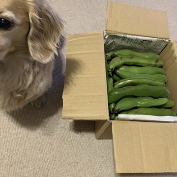 生産量日本一 鹿児島県指宿市のそら豆 有機jas取得 鹿児島県産 食べチョク 農家 漁師の産直ネット通販 旬の食材を生産者直送 生産量日本一 鹿児島県指宿市のそら豆 有機jas取得 鹿児島県産 食べチョク 農家 漁師の産直ネット通販 旬の食材を生産者直送