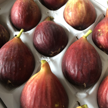 いちじくが好きな人にこそ食べて欲しい 濱田農場の完熟いちじく 12粒入 1 千葉県産 食べチョク 農家 漁師の産直ネット通販 旬の食材を生産者直送