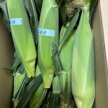 https www tabechoku com products 88262