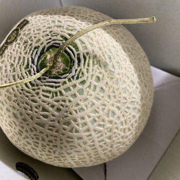 2 6kg通常出回らない超お買い得品 外まで甘いマスクメロン2玉箱入り 高知県産 食べチョク 農家 漁師の産直ネット通販 旬の食材を生産者直送 2 6kg通常出回らない超お買い得品 外まで甘いマスクメロン2玉箱入り 高知県産 食べチョク 農家 漁師の産直ネット通販 旬の食材を生産者直送