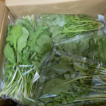 数量限定 ルッコラ 8袋入り 農薬 化学肥料 除草剤不使用 奈良県産 食べチョク 農家 漁師の産直ネット通販 旬の食材を生産者直送