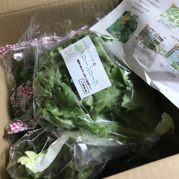 農薬 栽培期間中不使用 サラダでも食べれる ミニホワイト ホワイトセロリ 10袋入り1袋30ｇ品 三重県産 食べチョク 農家 漁師の産直ネット通販 旬の食材を生産者直送