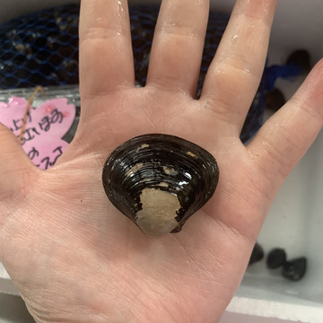 ますちさんが涸沼川水産さんの幻のミルキーしじみ ｍｌサイズ食べ比べ 最高級品こだわり活しじみ 1 6 ｍサイズ1 ｌ600g 完全砂抜き済み が 届いたよ を投稿しました 食べチョク