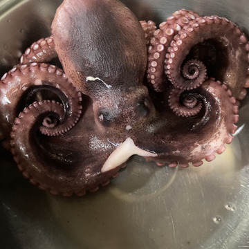 明石ダコ 小 約100g 300g お得な1kgセットでお届け 兵庫県産 食べチョク 農家 漁師の産直ネット通販 旬の食材を生産者直送