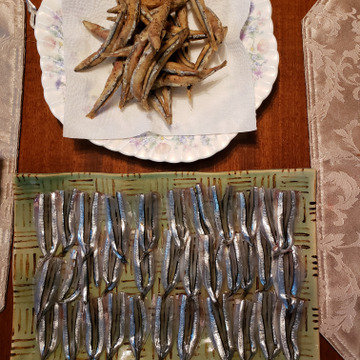 子持ち きびなご 生 2キロ 朝獲れ 冷凍便 コロナに負けるな 鹿児島県産 食べチョク 農家 漁師の産直ネット通販 旬の食材を生産者直送