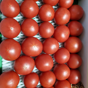 加熱調理で旨味抜群 牛の心臓1kg と フルーツトマト2kg のセット おすすめの食べ方付き 高知県産 食べチョク 農家 漁師の産直ネット通販 旬の食材を生産者直送 加熱調理で旨味抜群 牛の心臓1kg と フルーツトマト2kg のセット おすすめの食べ方付き 高知県産 食べチョク 農家 漁師の産直ネット通販 旬の食材を生産者直送