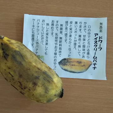 訳あり特別価格 アイスクリームバナナ ナムワバナナ計１kg 沖縄県産 食べチョク 農家 漁師の産直ネット通販 旬の食材を生産者直送