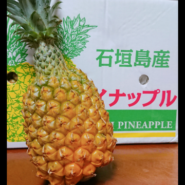 極上パイナップル 石垣島産スナックパイン 6玉入り 5 5kg 沖縄県産 食べチョク 農家 漁師の産直ネット通販 旬の食材を生産者直送 極上パイナップル 石垣島産スナックパイン 6玉入り 5 5kg 沖縄県産 食べチョク 農家 漁師の産直ネット通販 旬の食材を生産者直送