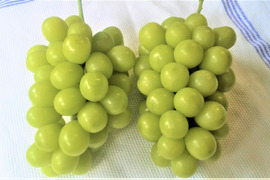 岡山県のぶどうで産地直送の商品|食べチョク|産地直送(産直)お ...
