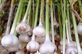 【訳あり・お得用】生にんにく約1kg(栽培期間中:農薬・化学肥料不使用)
