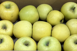 【訳あり・バラ詰め 大小込み】シナノゴールド💛約2.7Kg🍏青森県産　数量限定