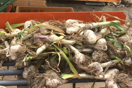 【予約・完全限定・旬の味】青森県産生にんにく (ホワイト六片種) サイズ混合500g 【冷蔵】