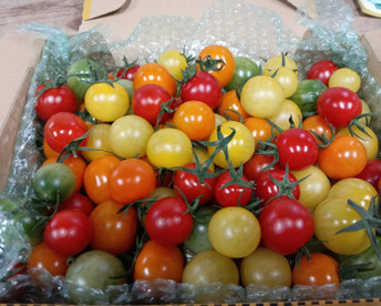 宝石のような輝き！カラフルミニトマト