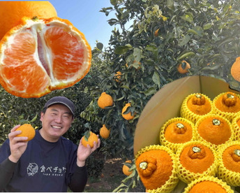 【３箱まとめ買い】極上のプレミアム果実！過去最高糖度は１８度！プリッと果肉で食べ応え十分！樹上完熟させた濃厚な甘み！当園自慢「甘熟デコ」厳選プレミアム　レギュラー箱　約３ｋｇ３箱セット【422-3】