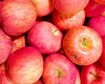 サンふじ　訳あり家庭用（約2.5㎏）7～12玉
甘さ･酸味･食感の三拍子が揃ったりんご　
形やキズなどで贈答用になれなかったりんごたち
バラ詰めでお届け　信州長野県産