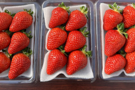 🍓イチゴ🍓家庭用🍓福岡県産🍓空中で真っ赤に実る🍓【あまおういちご】 250g×２パック