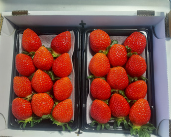 旬のいちご べにたま 250g
×2パック