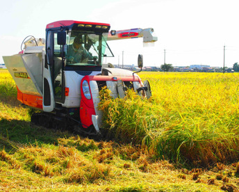 令和7年産 新米 新潟県産コシヒカリ 20kg【10kg×2袋】受注後精米 こしひかり