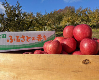 【小玉りんご】ふじ！りんごの王様【贈答規格1.5kg箱】