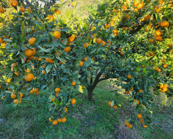 【特別栽培】和歌山県(桃山町産)　
【ちいこいに】みかん【宮川早生】5kg。