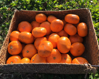 【農薬不使用ノーワックス】ご家庭用⭐︎青島みかん3kg