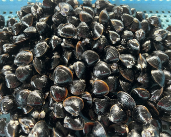 【美容・美肌に！】宍道湖産ヤマトシジミ・Mサイズ4.8kg（冷凍800g*6袋）