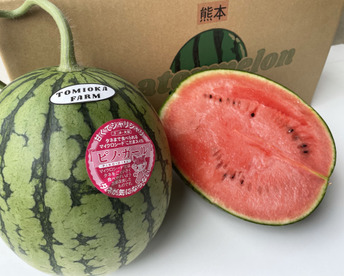 【極み小種】小玉スイカ🍉ピノガール2玉セット