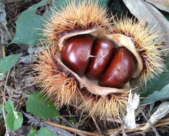 低温熟成貯蔵でさらに甘ーい！栗Mサイズ　1kg