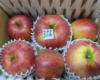 信州りんご🍎小玉約1.8キロ(10～15個)