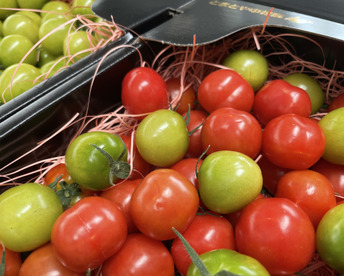 【母の日ギフト】～さくらんぼのようなミニトマト～ プチぷよ＆プチぷよグリーン