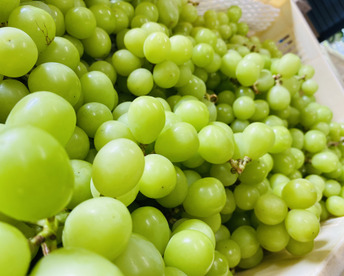 人気殺到‼️2㎏ 粒バラ売り🍇✨種なしシャインマスカット★9月中旬〜順次発送！朝どれ生産量日本一の山梨県産★通常配送　沖縄・離島配送不可