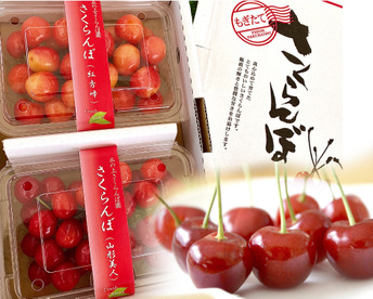 【2026年予約早割】さくらんぼ食べ比べ🍒7品種から旬の2品種をお届け！佐藤錦や紅秀峰など品種はおまかせ🍒