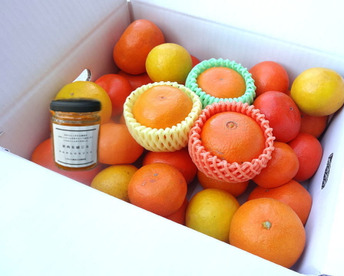 【福袋】最新品種多数！史上最大のみかん食べ比べ＆生ジャム！この１箱でみかんをまるごと楽しめる！「旬のこだわり柑橘食べ比べ玉手箱-虹色-」　ご家庭用　ジャム付　約３kg入　【商品番号2002jam】