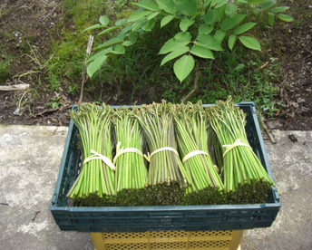 【予約販売】朝採りワラビを当日出荷！山菜　山形小国産新鮮わらび　1kg