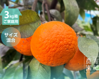 さっぱり濃甘🍊南津海【見た目訳アリ・サイズ混合・3kg箱】