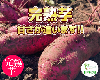 〇 ６か月間熟成しました 〇  完熟芋１０kg🍠農薬不使用　紅はるか（10kg）【期間限定・特別価格】