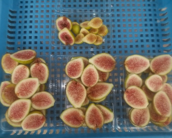 冷凍イチジク1.5ｋ(500g x 3) 完熟収穫＆農薬不使用