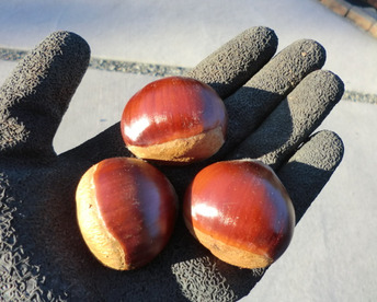 【ねっとり甘い栗 大粒のみ厳選】甘く香り高い栗　岸根　農薬不使用  無肥料  除草剤不使用 約900g