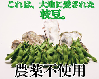 農薬不使用ミネラル枝豆！鮮度保持袋郵送！クール便発送